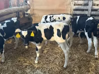 Bulle, Russian Black pied cattle — Foto 3