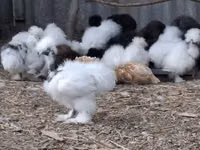 Danish hen — photo 1