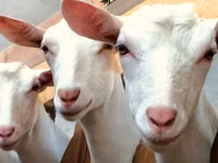 Brebis, Moutons — photo 4