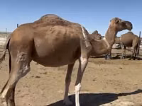 Camellos (lote, sexo no especificado), Anafi camel — foto 5