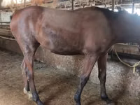 فرس, Thoroughbred horse — الصورة 5