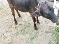 İnek, Sığır — foto 7