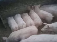 Knur, Świnie — zdjęcie 2