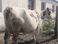 Sigir, Russian Black pied cattle — 2-rasm
