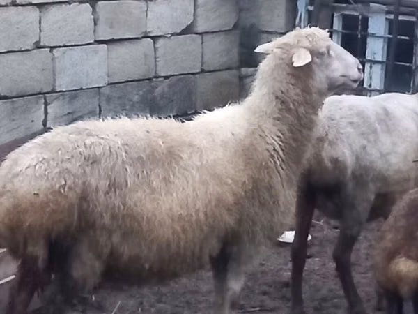 ცხვარი, Merino sheep