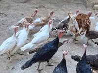 Turkeys — foto 1