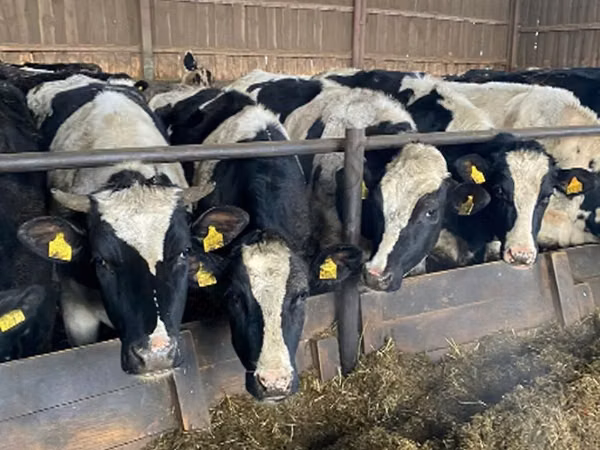 Sigir, Russian Black pied cattle