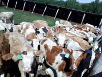 雌牛, Simmental cattle — 写真 2