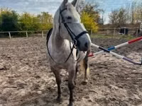 母马, Horses — 照片 3
