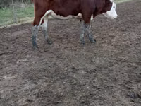 Vaca, Simmental cattle — foto 1