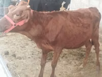 İnək, Red Estonian cattle — foto 3