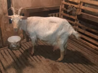 3 AZN-e Keci sudu satilir!!Tam tebiyi ve faydali.(catdirilma var ) — foto 2