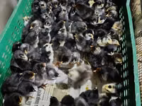 Chickens — foto 6