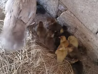 Ducks — Foto 3