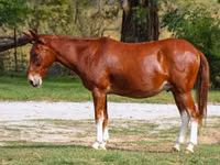 Aygır, Mule — foto 2