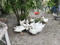 Niemiecki Pekin — zdjęcie 3