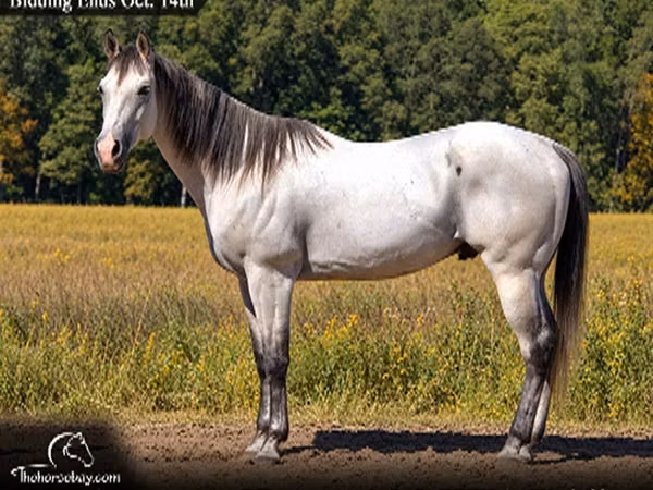 Cheval, Quarter Horse