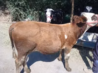 Býk, Simmental cattle — foto 4