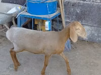 Oveja, Arashan sheep — foto 1