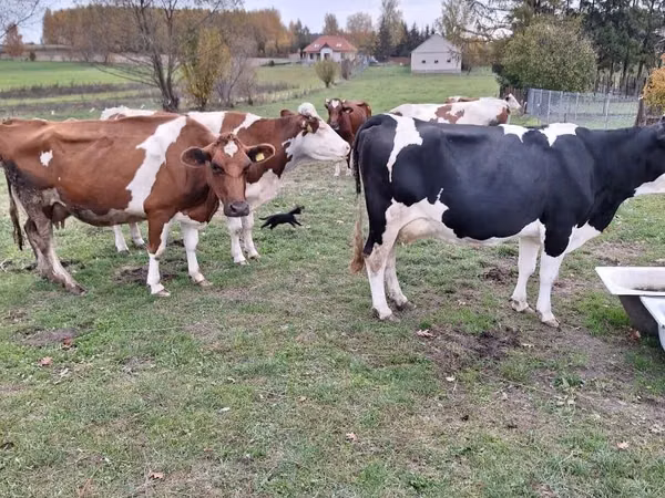 Cow, Russian Black pied cattle