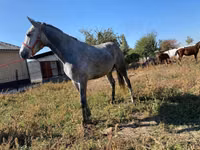 Cavalo, Friesian sport horse — foto 1