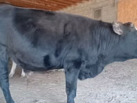 母牛, Latvian Blue cattle — 照片 2