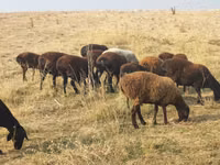母羊, Sheep — 照片 1