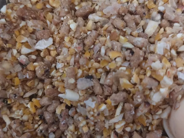 Heyratı yemi qarışığı kişmiş qoz noxud yumurta proteyin qarışığı bal
