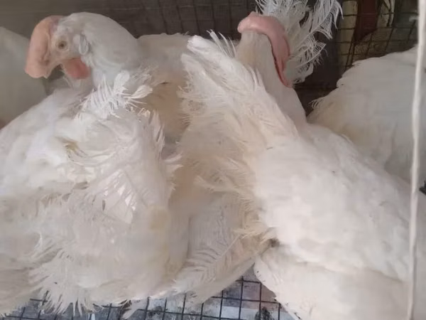 Chickens