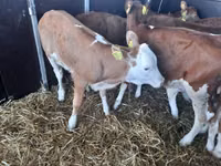 सांड, Simmental cattle — फ़ोटो 3
