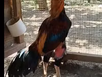 Chickens — foto 3
