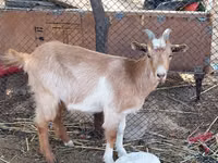 Ешкі, Saanen goat — 2-сурет