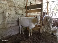 Cabra, Cabras — foto 1