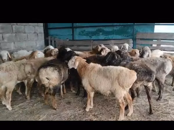 羊（ロット、性別未指定）, Arashan sheep