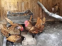 செப்ரைட் — புகைப்படம் 2