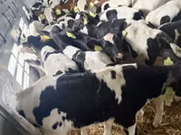 Býk, Russian Black pied cattle — foto 3