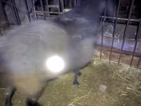 Baran, Hissar sheep — zdjęcie 1