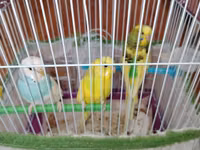 Məhsul: Dalmatian və Avstraliya cinsli dalğalı papuqaylar (budgerigar) — foto 3
