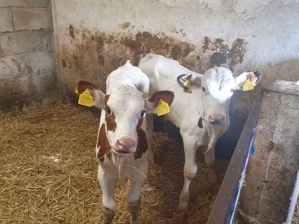 Boğa, Simmental cattle