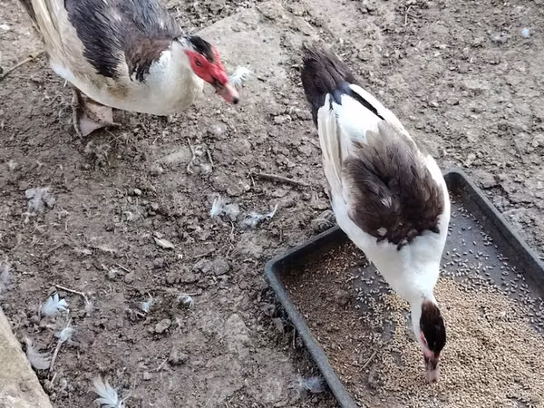 domácí kachna pižmová
