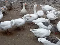 Geese — புகைப்படம் 4