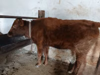 Cow, Cattle — photo 2