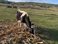 İnək, Kasta inəyi — foto 5