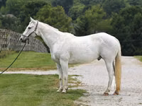 Aygır, National Show Horse — foto 2