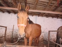 At, Manipuri pony — foto 1