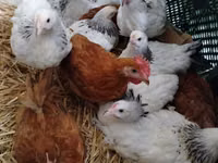 Chickens — புகைப்படம் 1