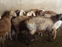 母羊, Sheep — 照片 2
