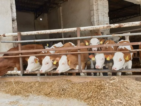 Bovins (lot, sexe non indiqué), Simmental cattle