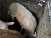 Sow, Pigs — photo 1