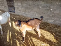 Cabro, Alpine goat — foto 3